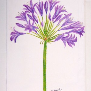 Limited Edition Agapanthus White Flour Sack Towel